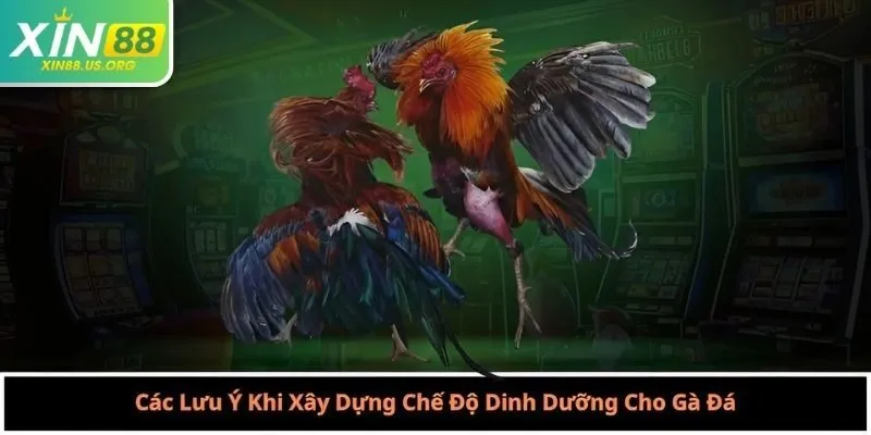 Các Lưu Ý Khi Xây Dựng Chế Độ Dinh Dưỡng Cho Gà Đá