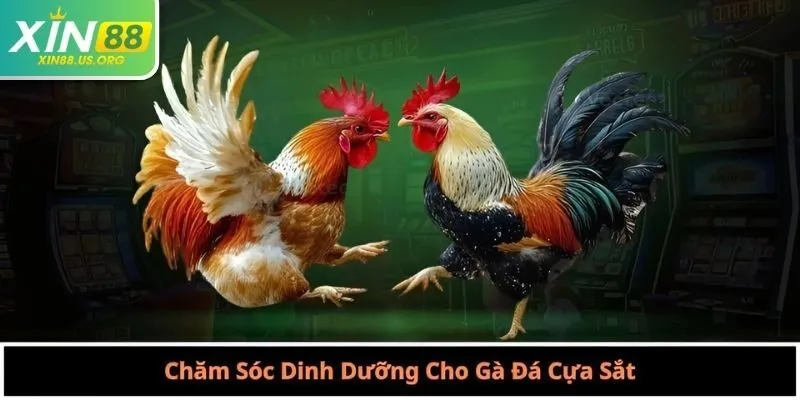 Chăm Sóc Dinh Dưỡng Cho Gà Đá Cựa Sắt