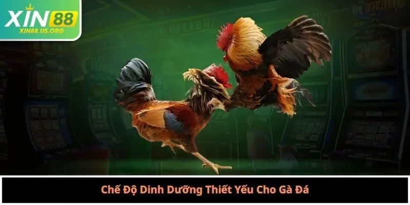 Chế Độ Dinh Dưỡng Thiết Yếu Cho Gà Đá