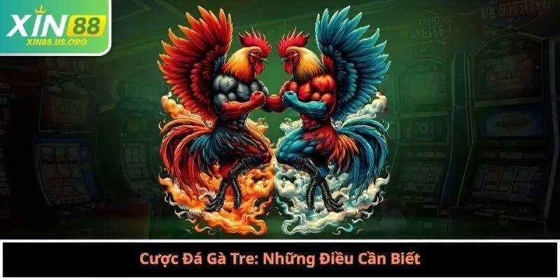 Cược Đá Gà Tre: Những Điều Cần Biết