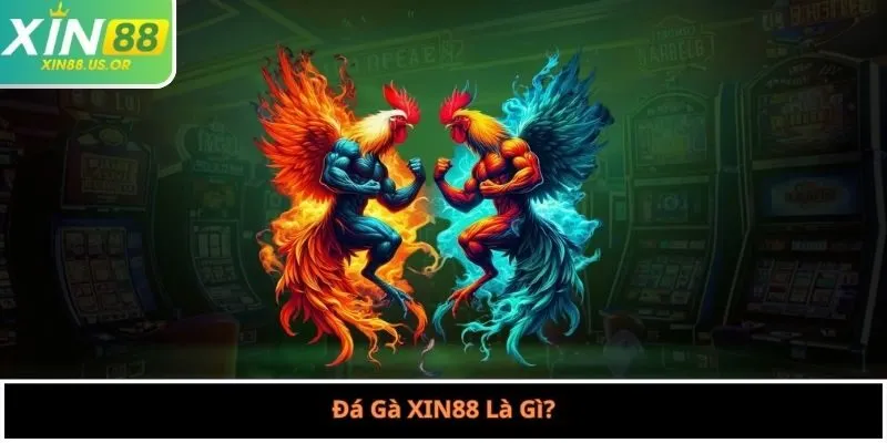 Đá Gà XIN88 Là Gì?