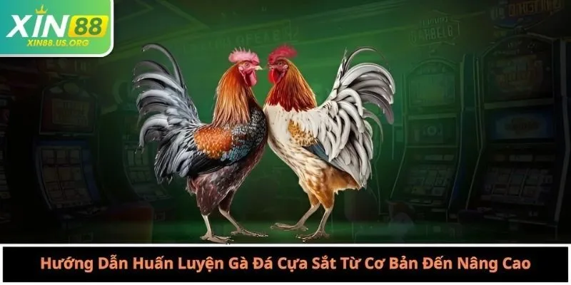 Hướng Dẫn Huấn Luyện Gà Đá Cựa Sắt Từ Cơ Bản Đến Nâng Cao