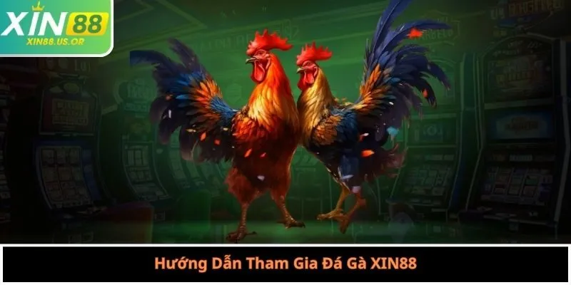Hướng Dẫn Tham Gia Đá Gà XIN88