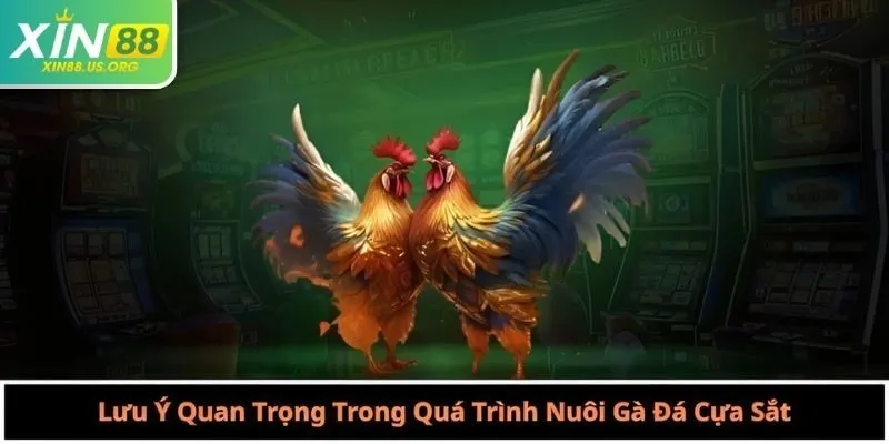 Lưu Ý Quan Trọng Trong Quá Trình Nuôi Gà Đá Cựa Sắt