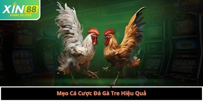 Mẹo Cá Cược Đá Gà Tre Hiệu Quả
