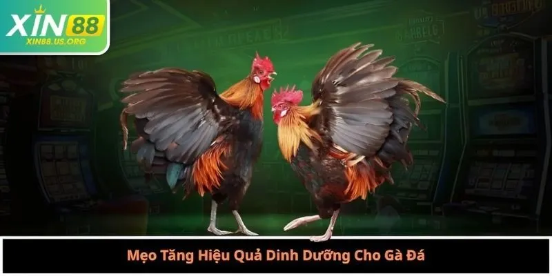 Mẹo Tăng Hiệu Quả Dinh Dưỡng Cho Gà Đá
