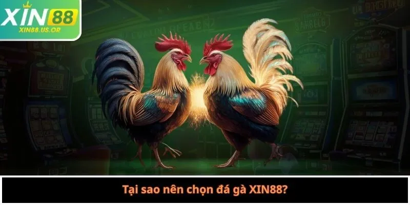 Tại sao nên chọn đá gà XIN88?