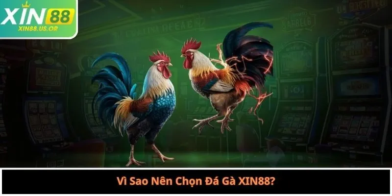 Vì Sao Nên Chọn Đá Gà XIN88?