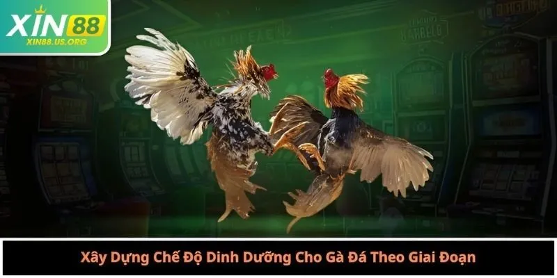 Xây Dựng Chế Độ Dinh Dưỡng Cho Gà Đá Theo Giai Đoạn